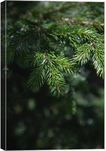 Pine tree close-up of needles and branches Canvas Print by Olga Peddi
