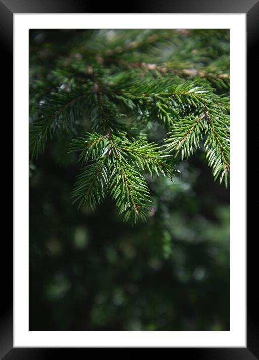 Pine tree close-up of needles and branches Framed Mounted Print by Olga Peddi