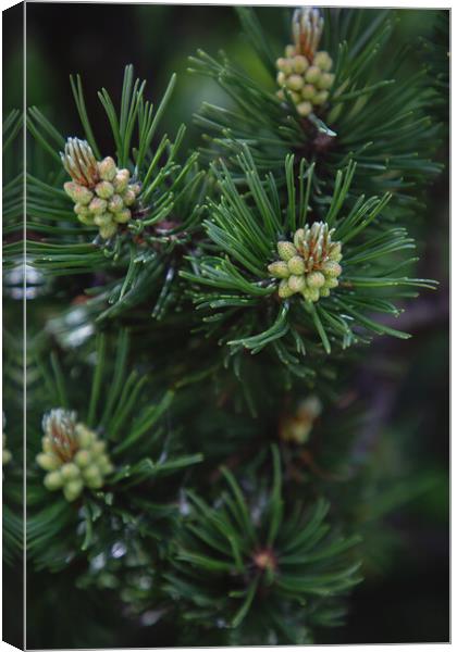 Pine tree close-up of needles and branches Canvas Print by Olga Peddi