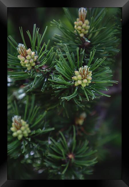 Pine tree close-up of needles and branches Framed Print by Olga Peddi