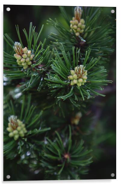 Pine tree close-up of needles and branches Acrylic by Olga Peddi