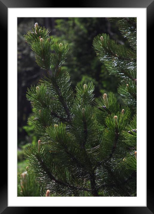 Pine tree close-up of needles and branches Framed Mounted Print by Olga Peddi