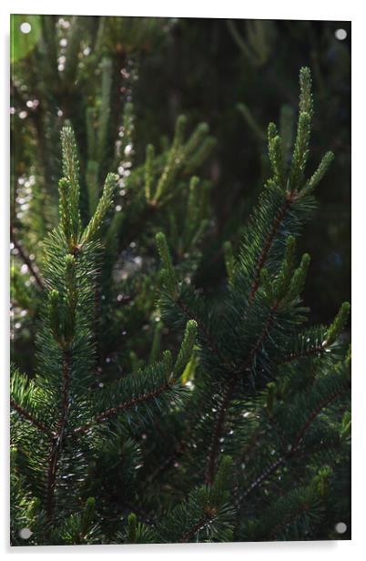 Pine tree close-up of needles and branches Acrylic by Olga Peddi