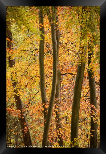 Autumn colour Framed Print by Simon Johnson