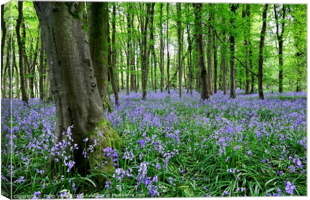Bluebell Wood in Springtime. Canvas Print by Philip Veale