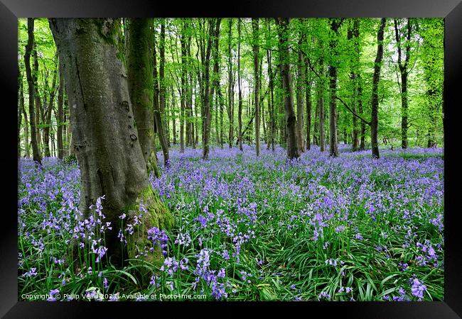 Bluebell Wood in Springtime. Framed Print by Philip Veale