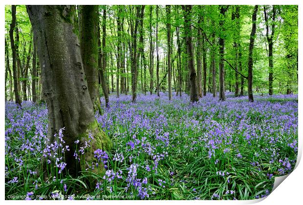 Bluebell Wood in Springtime. Print by Philip Veale