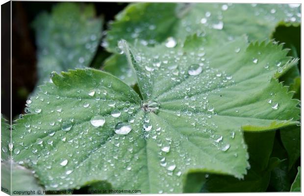 Green leaf with water droplets Canvas Print by Helen Reid