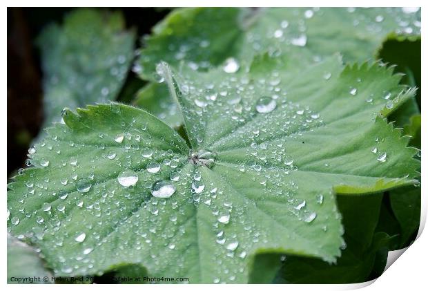 Green leaf with water droplets Print by Helen Reid
