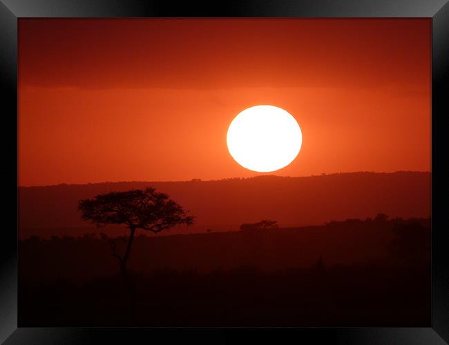 Masai Mara Sunset kenya Framed Print by grant norton