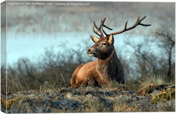 Stag, Cairngorms National Park, Scotland Canvas Print by Tom McPherson