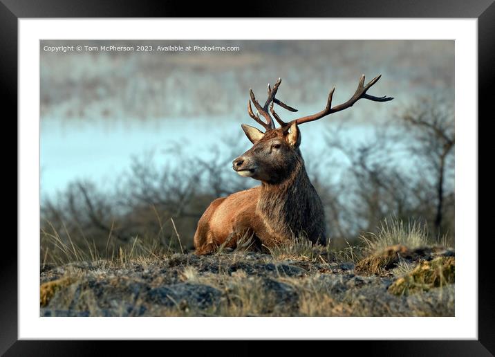 Stag, Cairngorms National Park, Scotland Framed Mounted Print by Tom McPherson