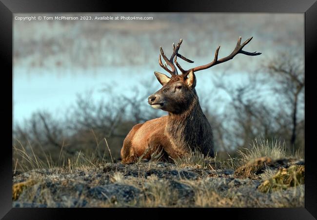 Stag, Cairngorms National Park, Scotland Framed Print by Tom McPherson