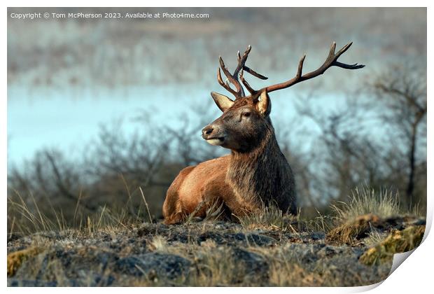Stag, Cairngorms National Park, Scotland Print by Tom McPherson