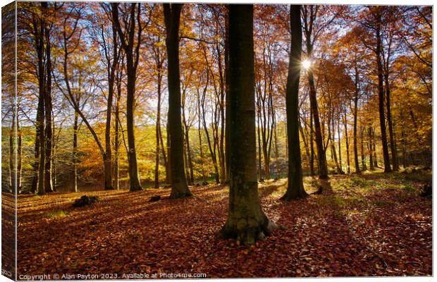 Autumn colours, Kings Wood, Kent, UK Canvas Print by Alan Payton