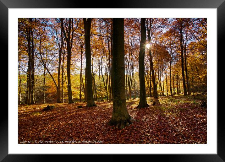 Autumn colours, Kings Wood, Kent, UK Framed Mounted Print by Alan Payton