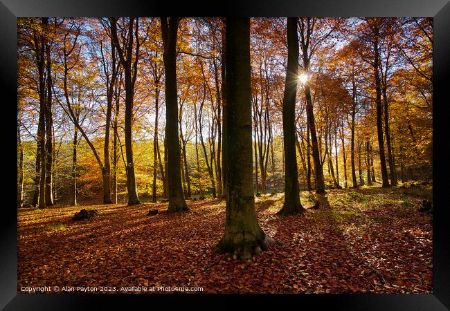 Autumn colours, Kings Wood, Kent, UK Framed Print by Alan Payton