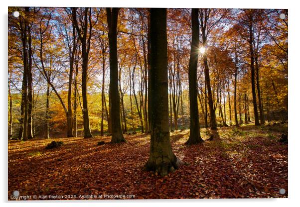Autumn colours, Kings Wood, Kent, UK Acrylic by Alan Payton