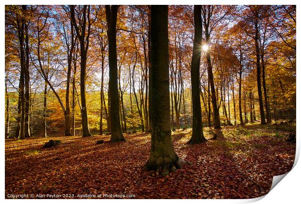 Autumn colours, Kings Wood, Kent, UK Print by Alan Payton