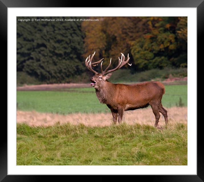 A Stag standing in a grassy field in the Cairngorm Framed Mounted Print by Tom McPherson