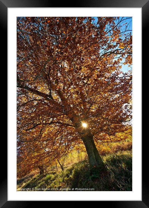 Tree in Kings wood, Kent Framed Mounted Print by Alan Payton