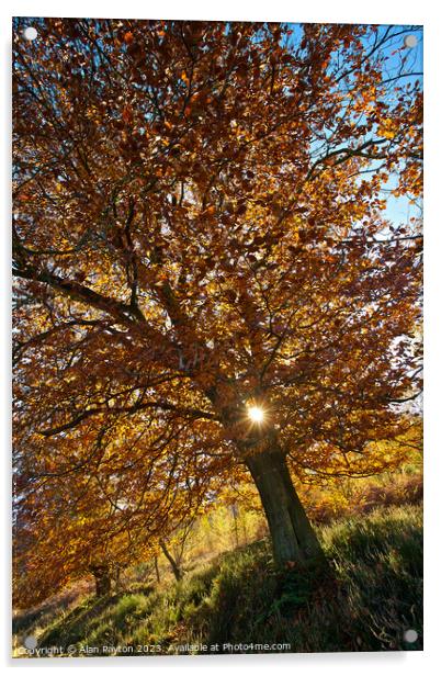 Tree in Kings wood, Kent Acrylic by Alan Payton