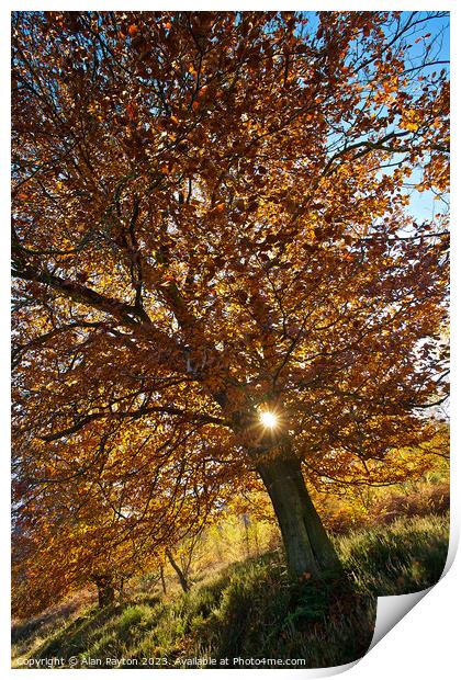 Tree in Kings wood, Kent Print by Alan Payton
