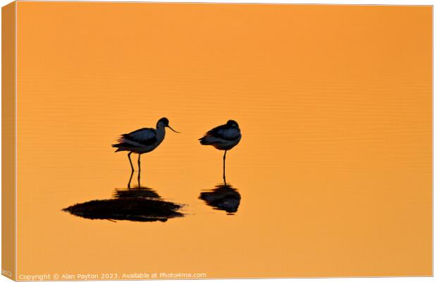 Avocets at Sunrise Canvas Print by Alan Payton