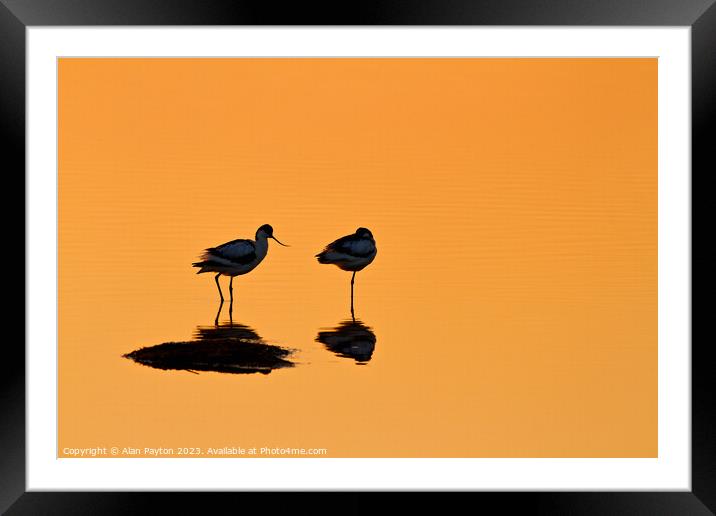 Avocets at Sunrise Framed Mounted Print by Alan Payton