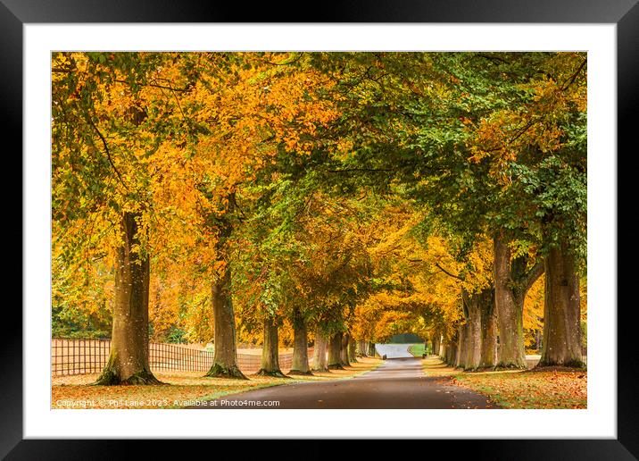 Golden Autumn Avenue Framed Mounted Print by Phil Lane