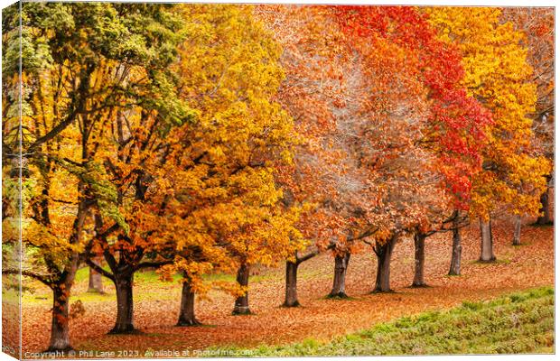 Shades of Autumn Canvas Print by Phil Lane