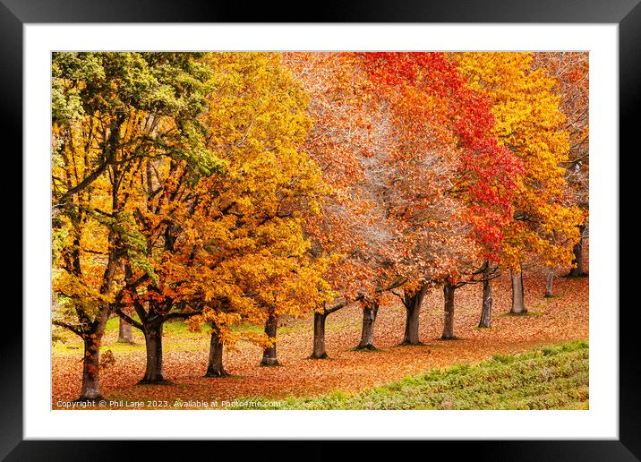 Shades of Autumn Framed Mounted Print by Phil Lane