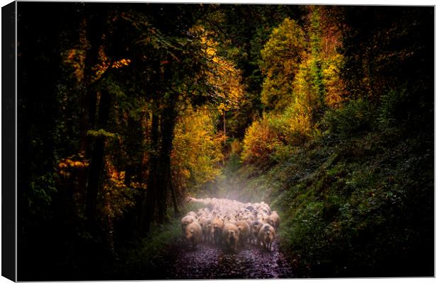 Droving sheep to new pasture along the Tamar Valle Canvas Print by Maggie McCall