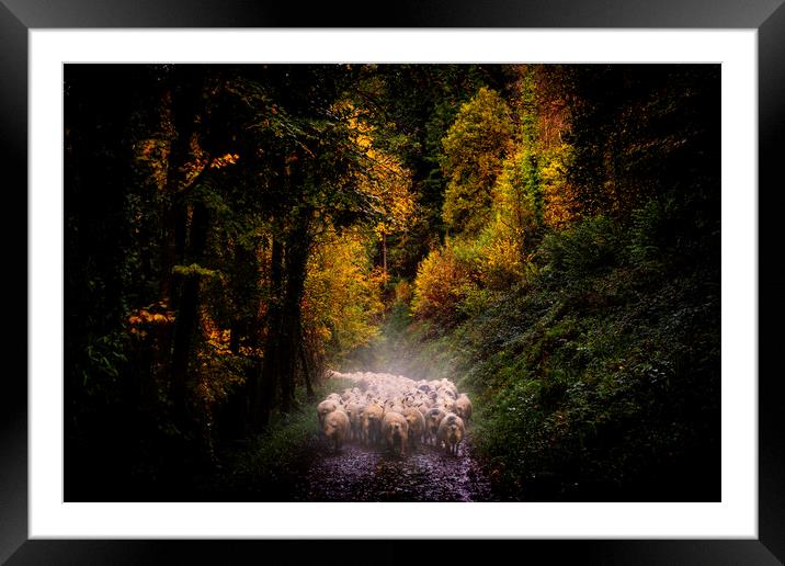 Droving sheep to new pasture along the Tamar Valle Framed Mounted Print by Maggie McCall