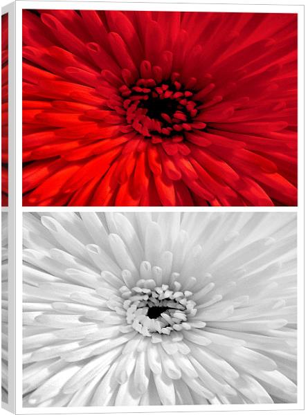 Chrysanthemum.Red+White. Canvas Print by paulette hurley