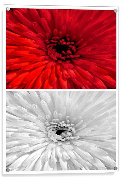 Chrysanthemum.Red+White. Acrylic by paulette hurley