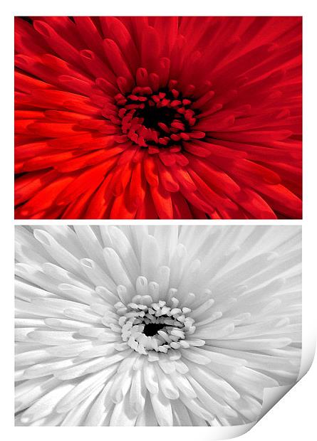 Chrysanthemum.Red+White. Print by paulette hurley