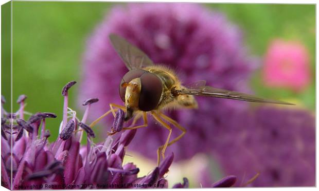 Hoverfly on purple flower Canvas Print by Robert Gipson
