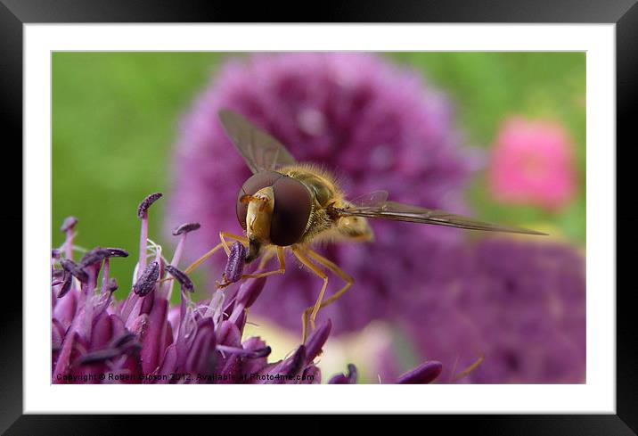 Hoverfly on purple flower Framed Mounted Print by Robert Gipson