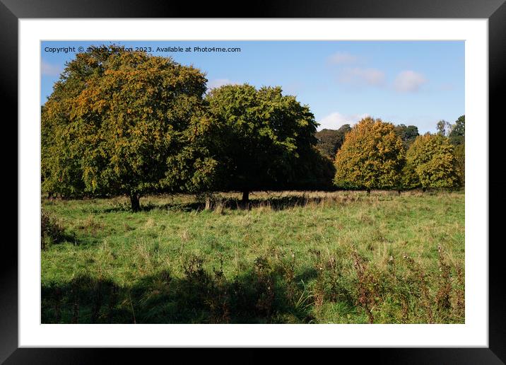 Autumn trees Framed Mounted Print by andrew saxton