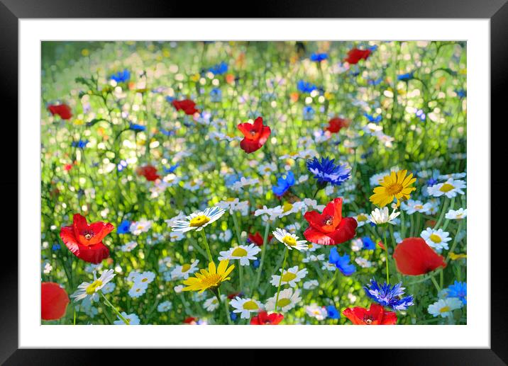 Wildflowers Framed Mounted Print by Alison Chambers