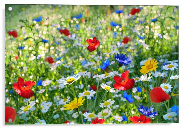 Wildflowers Acrylic by Alison Chambers