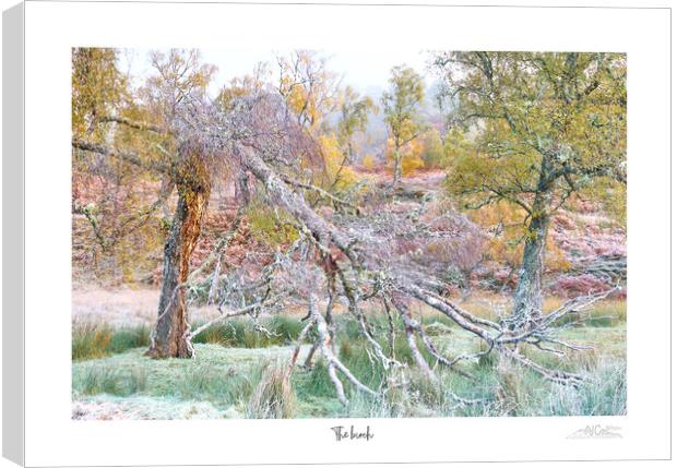 The birch  Canvas Print by JC studios LRPS ARPS