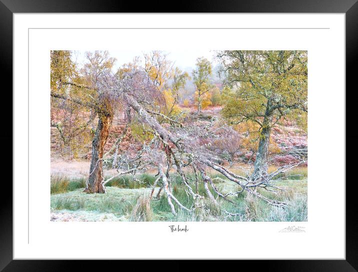 The birch  Framed Mounted Print by JC studios LRPS ARPS