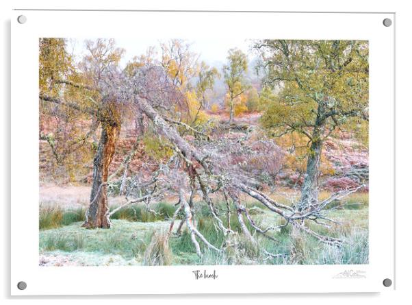 The birch  Acrylic by JC studios LRPS ARPS