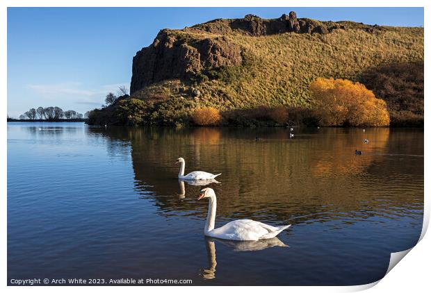 Dunsapie Loch and crags with Mute Swans, Holyrood  Print by Arch White