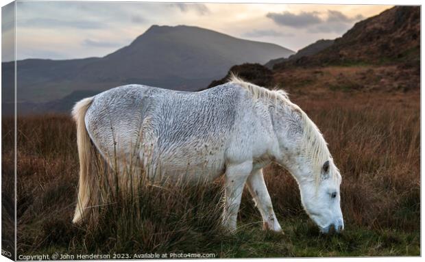 Welsh mountain Pony Canvas Print by John Henderson