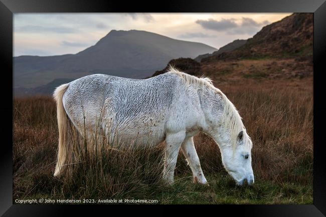 Welsh mountain Pony Framed Print by John Henderson