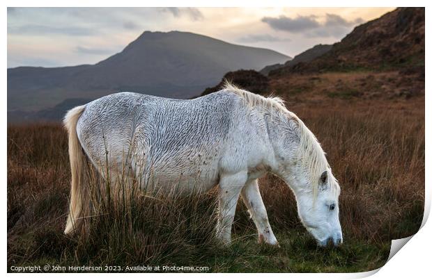 Welsh mountain Pony Print by John Henderson