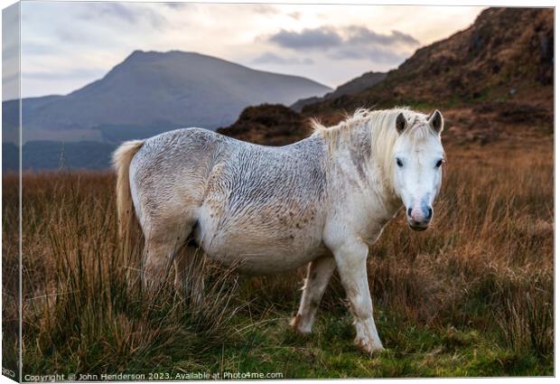 Welsh mountain Ponies Canvas Print by John Henderson